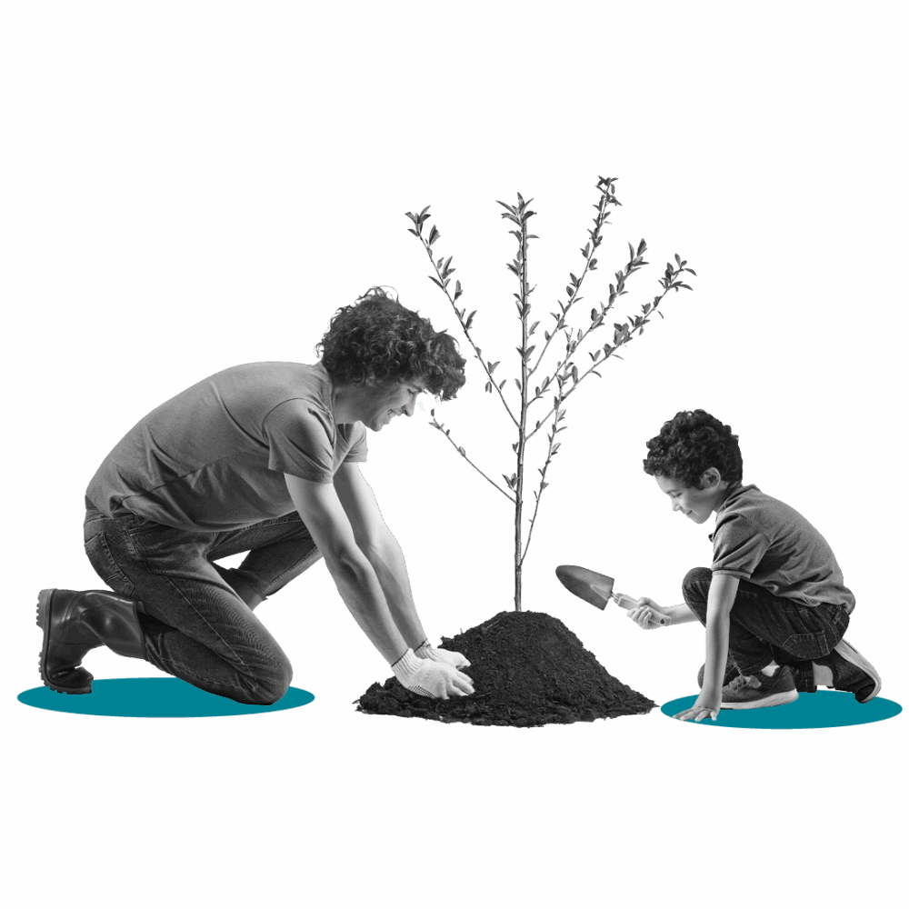 Person planting small tree in dirt